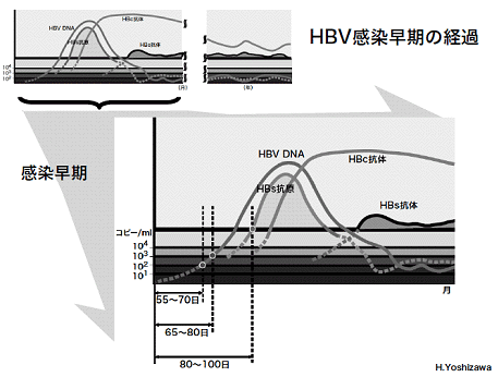 HBV感染早期の経過