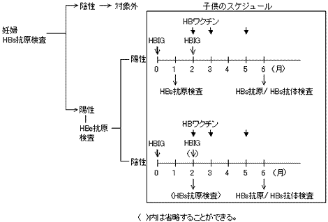 HBV感染早期の経過